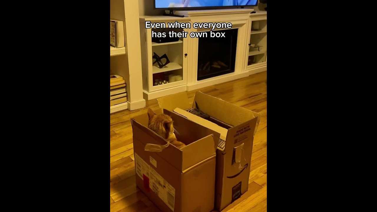 Cats love boxes 