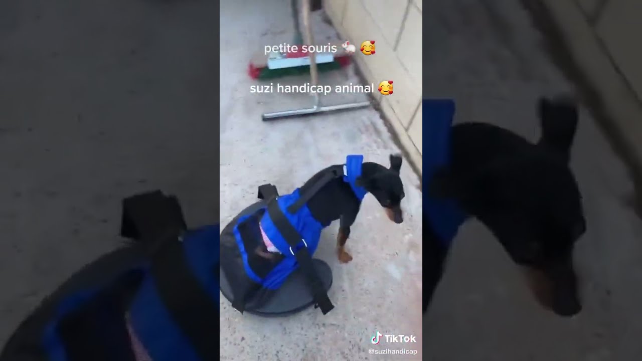 Ce Chien Deux Pattes Se D Place En Scooter 