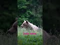 ⚠️ The Shocking Truth About Why Bears Sleep All Winter #Shorts