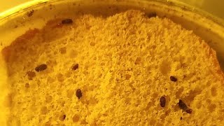 ОТКУДА ХЛЕБНЫЕ 🐞ЖУЧКИ🐞 на Вашей Кухне? Как избавиться? МИКРОМИР ЖУКОВ Stegobium paniceum.