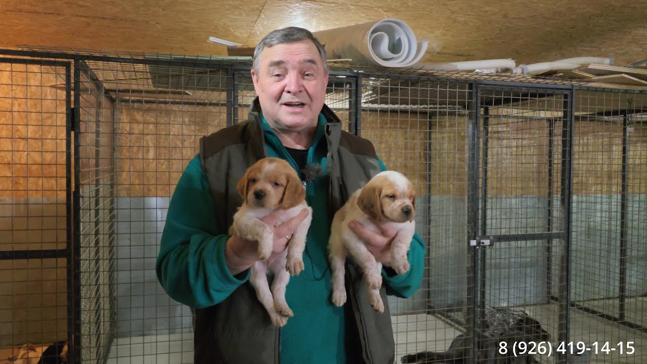 Поговорим о дрессировке и о бретонском эпаньоле