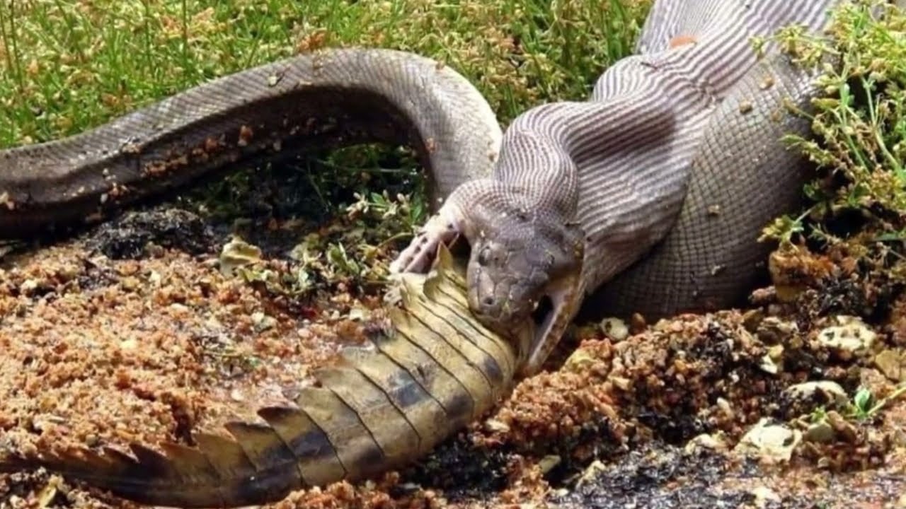 OS 9 ANIMAIS MAIS SELVAGENS que existe no território BRASILEIRO