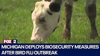 Emergency order addressing bird flu coming to Michigan