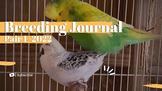 Budgie Breeding Journal #1 of 2022 | Pair TCBSP Violet Texas Clearbody X Light Green Spangle