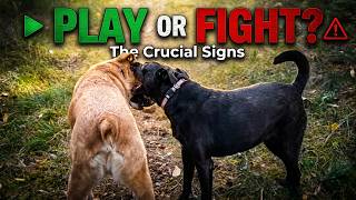 The Truth About Dog Play: Are They Having Fun or Fighting?