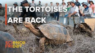 Slow Breaking News: A Giant Tortoise Revival screenshot 1