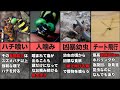 【超危険】最強の昆虫はまさかのオニヤンマだった…