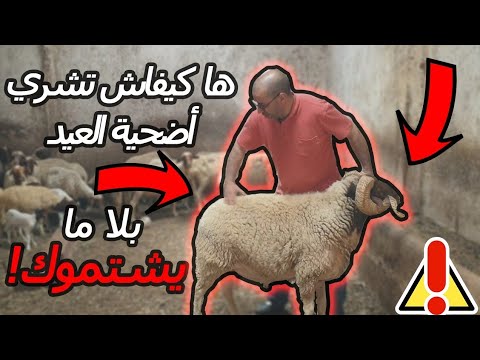 فيديو: كيفية اختيار الخروف