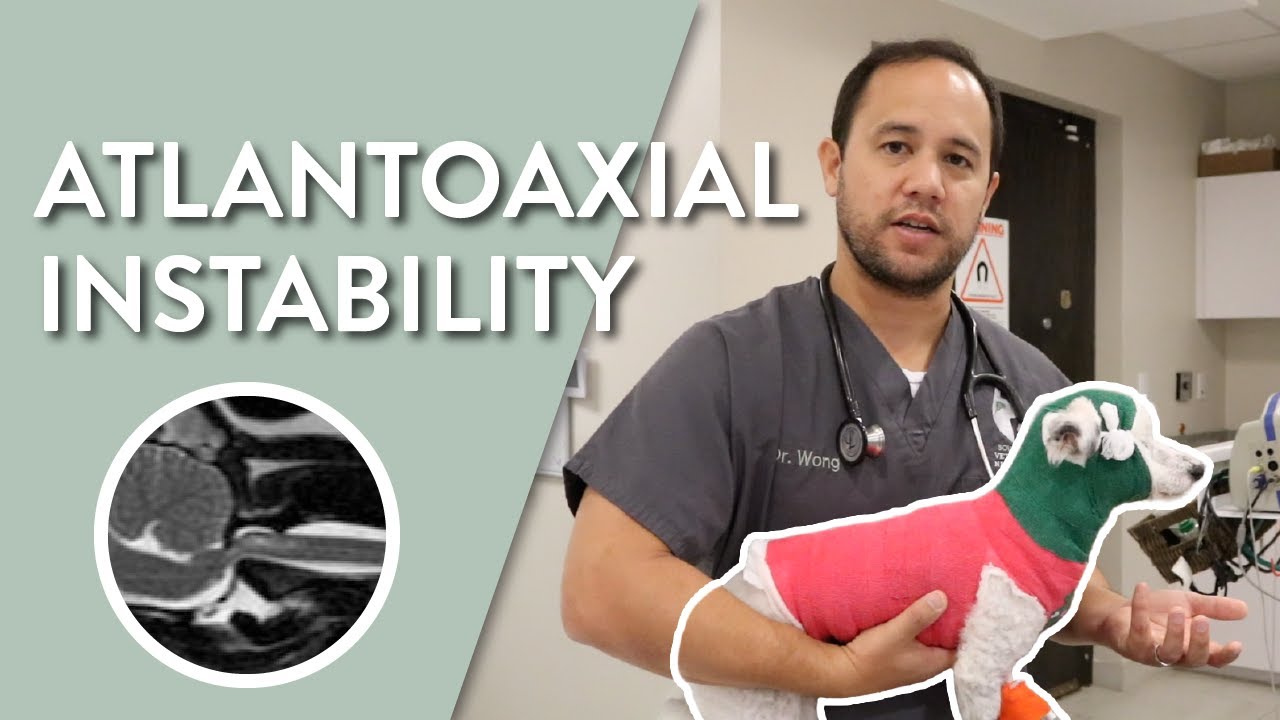 What is Atlantoaxial Instability in Dogs? || Southeast Veterinary Neurology