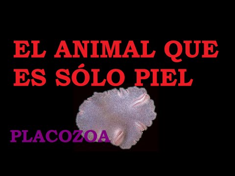 placozoa wikipedia