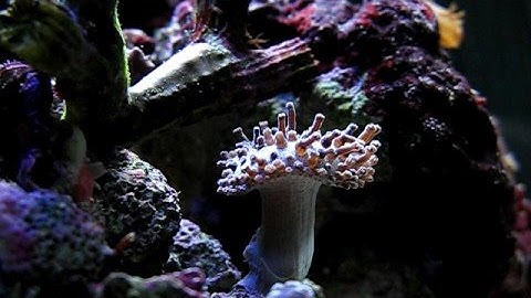 ToadStool TimeLapse in BioCube 8