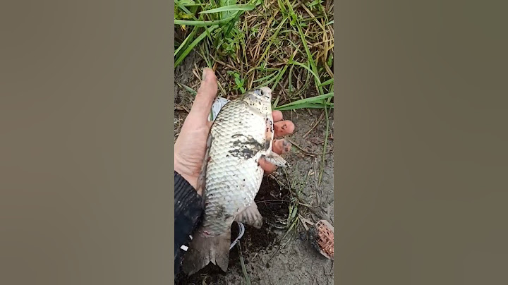 когда вышла замуж за рыбака #region172 #кайф #отдых #рыбалка #тюмень #fishing #карась #озеро #донка