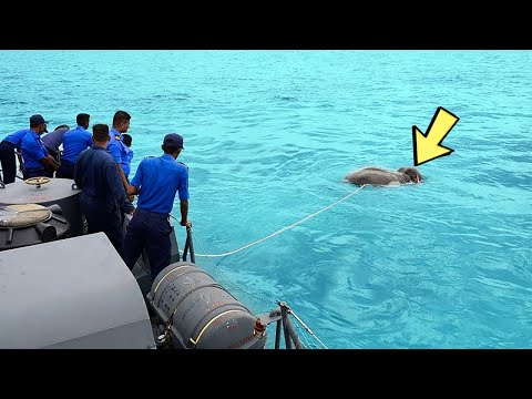 видео: Что-то плавает в воде. Моряки кричат ​​от ужаса, когда понимают, что это такое