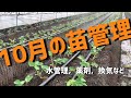 【いちご栽培 いちご農家】10月の苗管理について