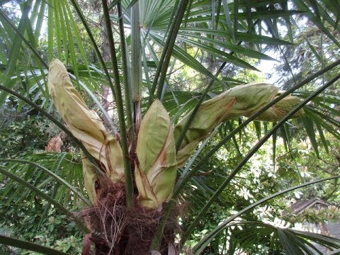 Male Trachycarpus Fortunei Palm Tree Youtube