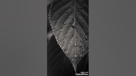 مقتطف من سورة البقرة الشيخ اسامة ابو يحيى السبعاوي