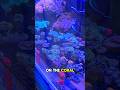 Prince Jimi, The purple tang. #fish #saltwaterfishtank #viral #prince