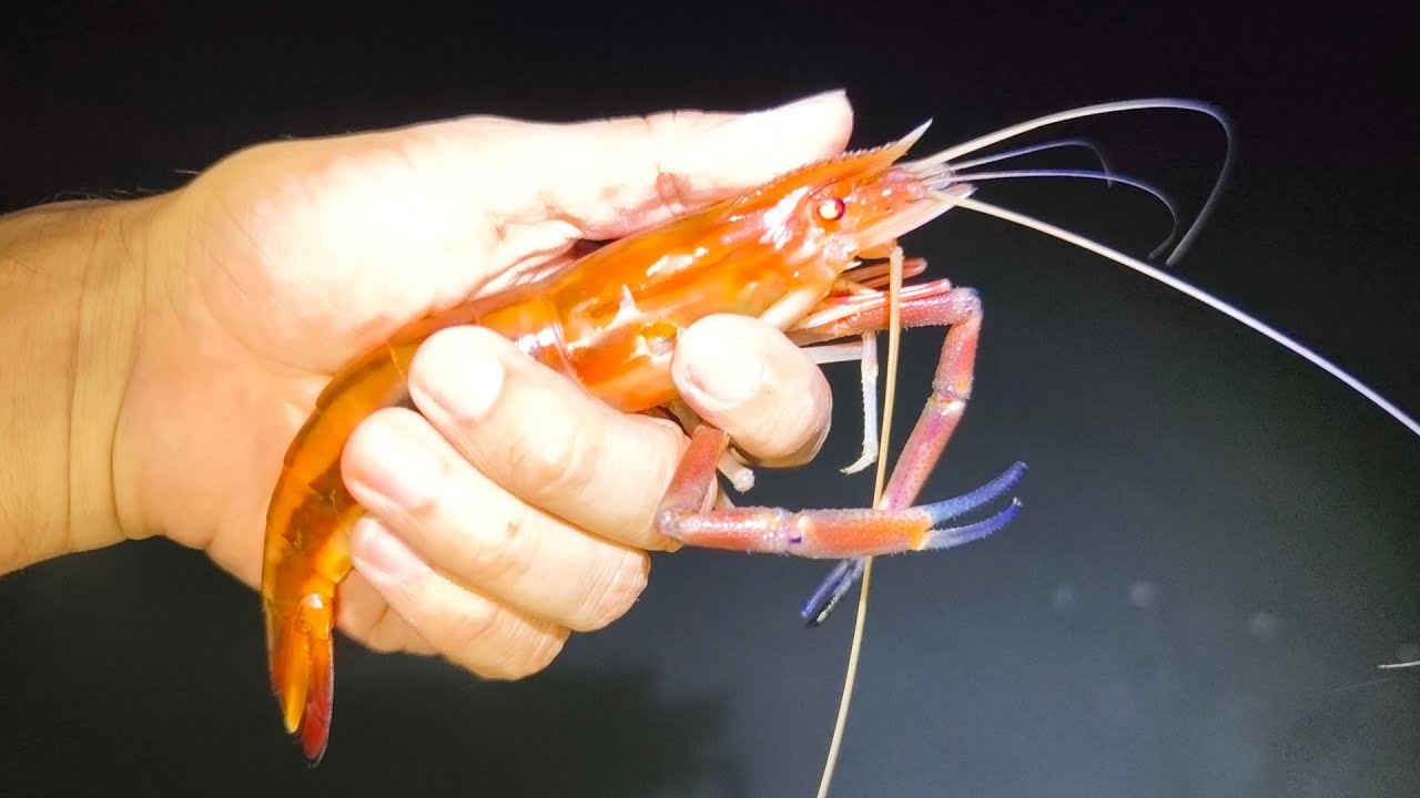 Pesca y Cocina de Mojarras Enormes, Camarones y Más con Arpón entre Rocas