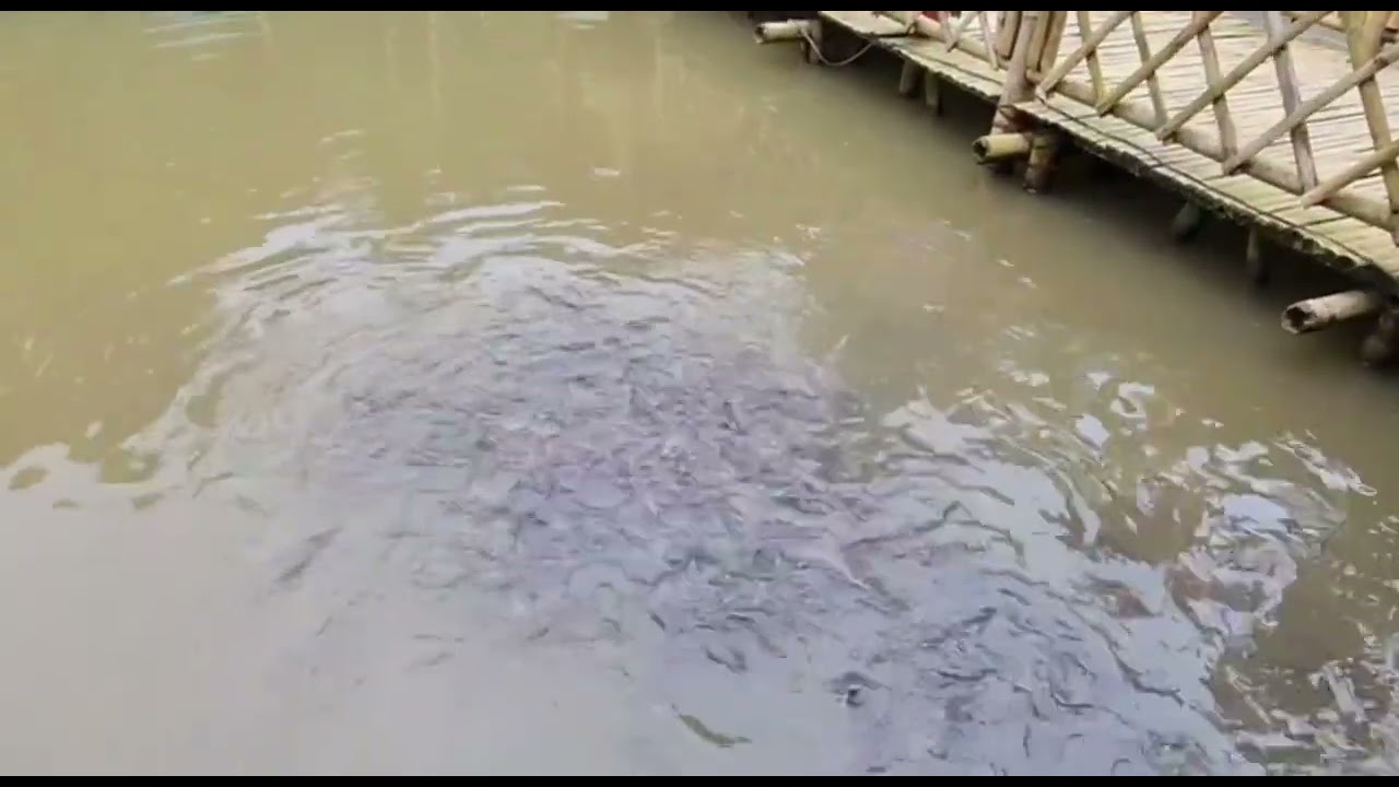 Cali Farm, Zamboaga City