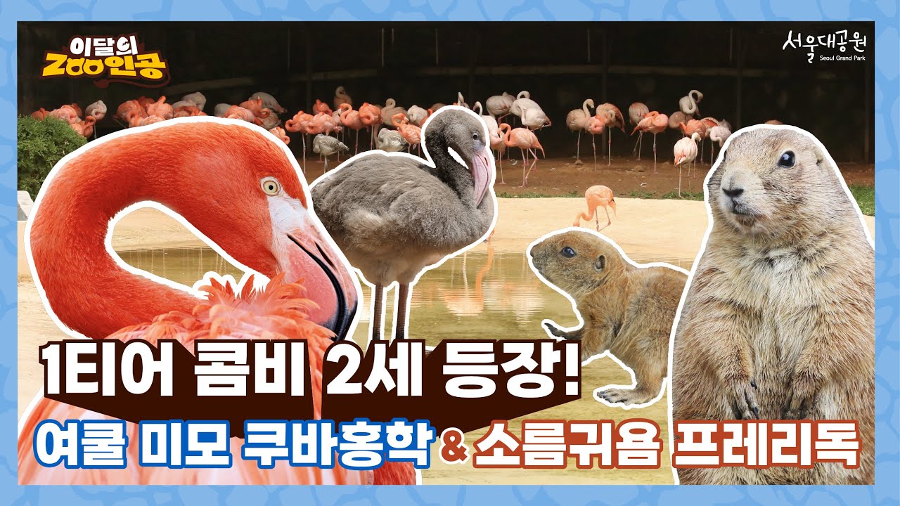 🦩🦫 [이달의 ZOO인공] 1티어 콤비 2세 등장! 여쿨 미모 쿠바홍학 & 소름 귀욤 프레리독