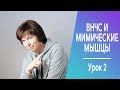 #240 ВНЧС и мимические мышцы.