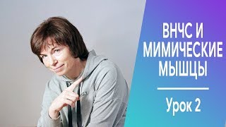 ВНЧС и мимические мышцы. ВНЧС и мимические мышцы.
