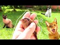 Gatos vs Los Pajaritos  |   🙀 🐦 Adry y sus DivertiCats