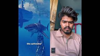 Why The Jaws Movie Barely Shows The Shark#unitedstates #usa #english