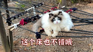 讲究的猫，怎么给自己找窝，最后分享狗子们的勾心斗角