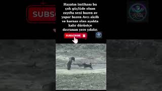 Hayatın Imtihanı Bu Cesur Ol
