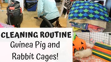 Cleaning My ENTIRE Pet Room | Guinea Pig and Rabbit Cage Cleaning