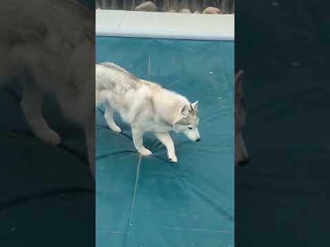 Video: Huskies Lær at gå på vand