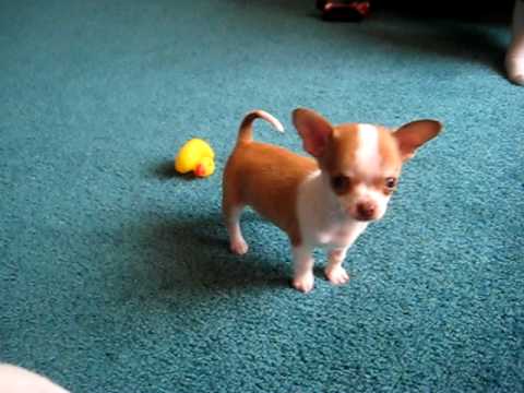 9 week old Chihuahua puppy playing 