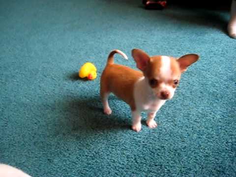 9 week chihuahua puppy