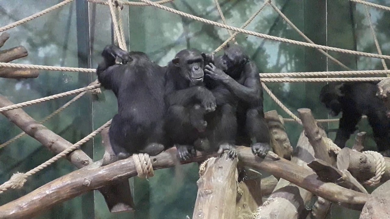 Jill, Sixpence,Katie and Jasper on the Climbing frame inside at the Welsh Mountain Zoo