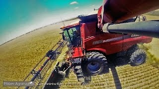 [GoPro] BIG WHEAT HARVEST IN AUSTRALIA ► 2 CASE AXIAL FLOW & MAGNUM with GRAIN KING