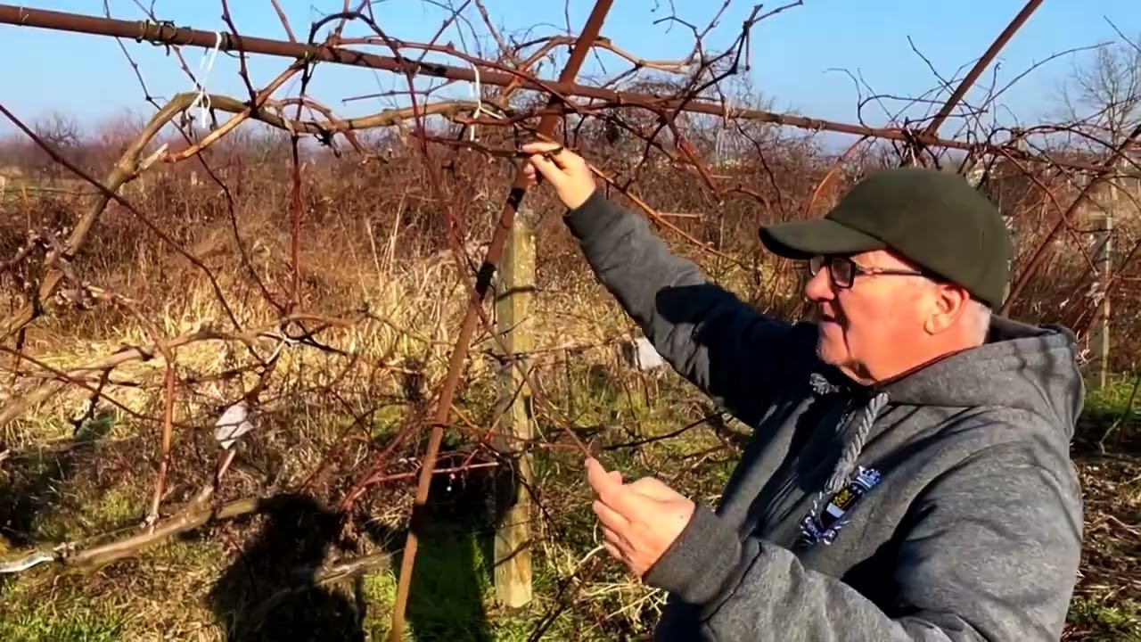 Csemegeszőlő a kiskertben Kovács Matyival 10_2 Vesszőharács László Janinál, Agárdi Gábor kertje.