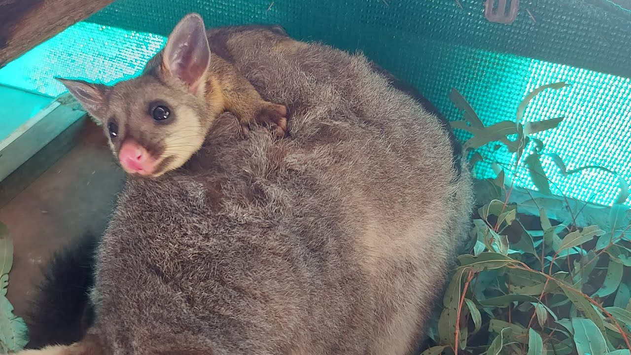 Cute baby Brushtail Possum hides behind Mom! YouTube