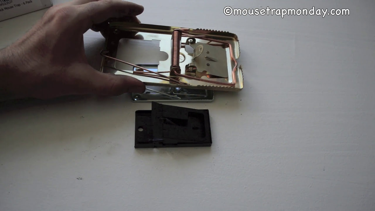 Humane Mouse Trap In Action - Full Review With Real Mice & Motion Cameras 