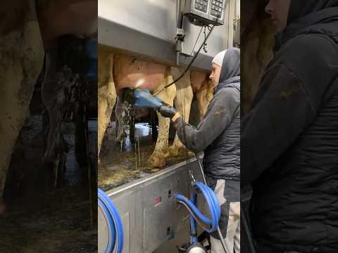 πβ¨ From Udder Wash to Milking β Farm Girl Masters Milking Machines the Smart Way