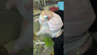 This Hamster Hid Her Baby in Her Cheek… And It Almost Didn’t Make It