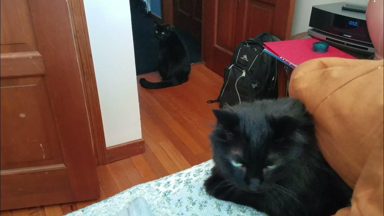 Kitty standoff part 1 YouTube