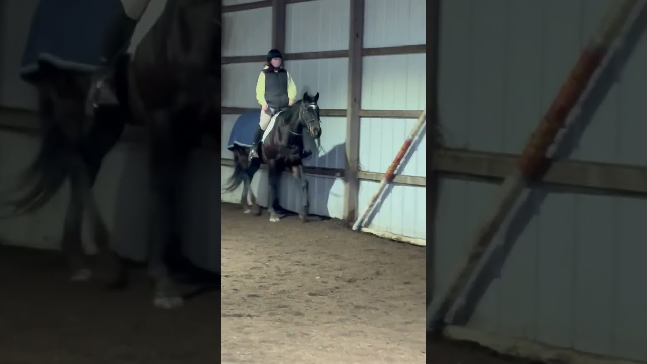 Cute little speedy trot!!💕