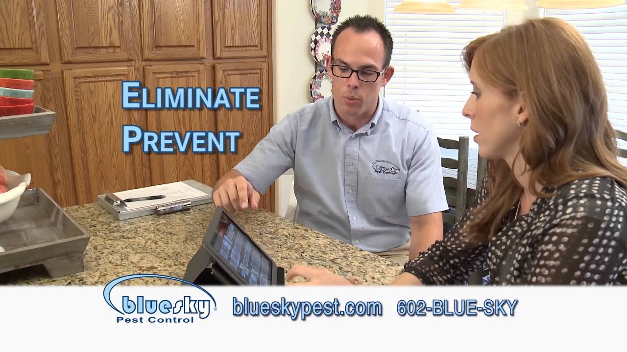 Blue Sky Pest Control Eliminate Termite Problems Today YouTube