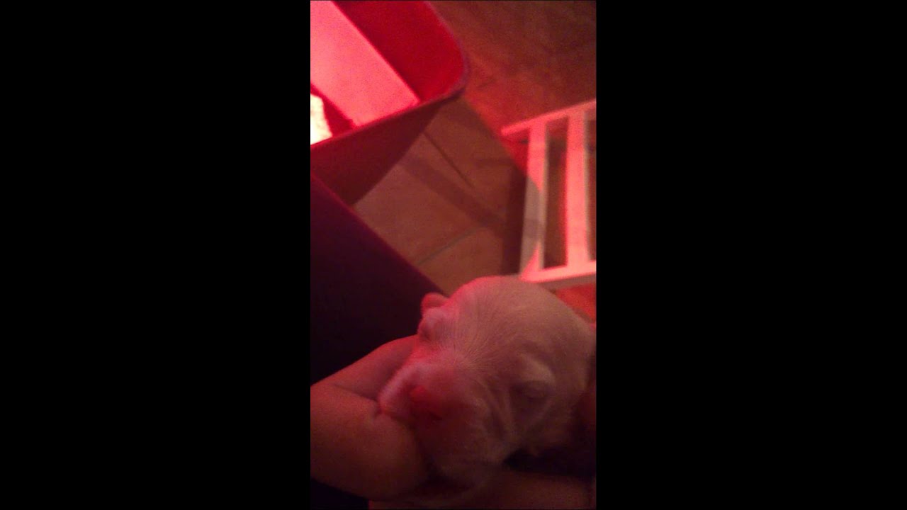 Cucciolo di cane ciuccia un dito