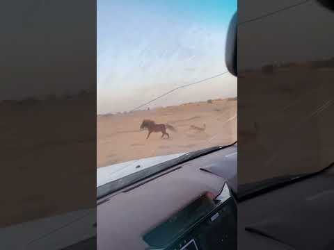 هرب من المزرعه اكسبلور