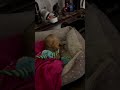Happy puppy #viral #foryou #cute #dog #pets #nature #animals #shorts #puppyvideos #cutealert