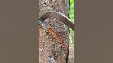 Rubber tapping😊 #rubberfarming #satisfying #rubbertapping #rubbertree #rubberwood #rubberworking