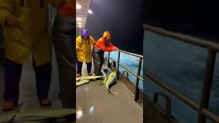 The Rail-Shattering Jump: A Giant Shark Appears in the Middle of Giant Mahi Mahi 🦈