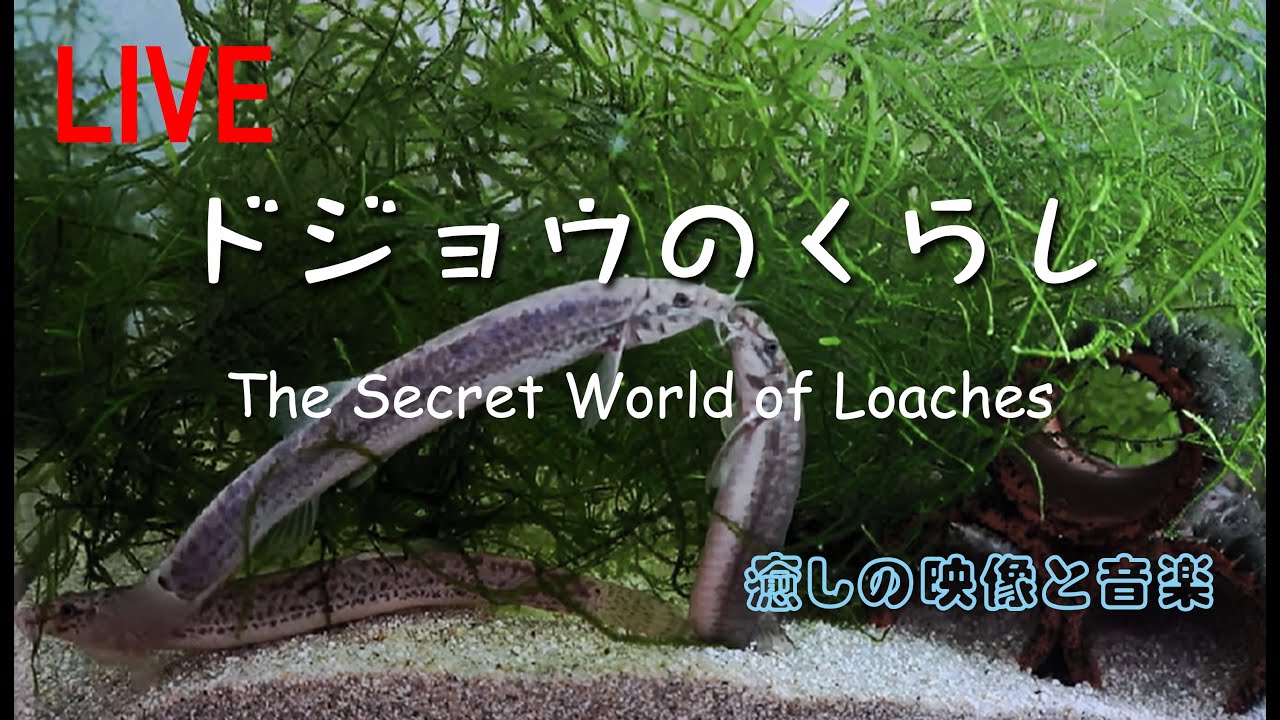 ドジョウのくらし ー The Secret World of Loaches